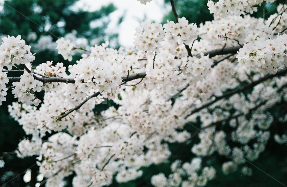 봄,벚꽃,풍경,분홍,벚꽃내림,꽃비,만개,벚꽃놀이,벚꽃만개,자연,필름카메라,필름,감성,봄,계절,spring,season,식물,자연,plants,nature,꽃,flower,plant,blossom