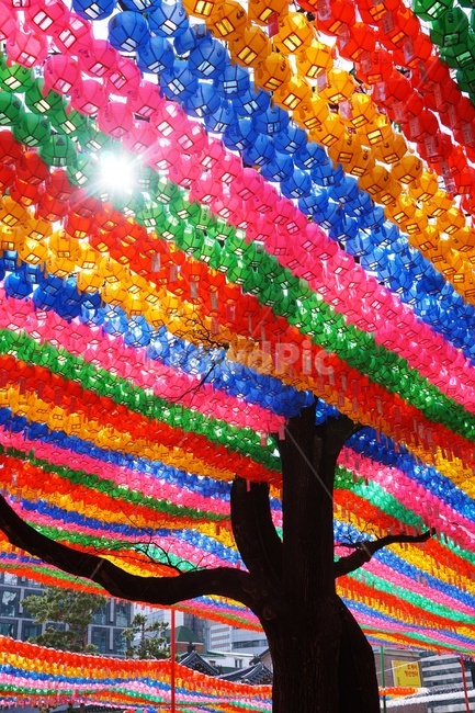 야외,조계사,전통,outdoor,temple,등,lamp,colorful,알록달록,절,나무,tree