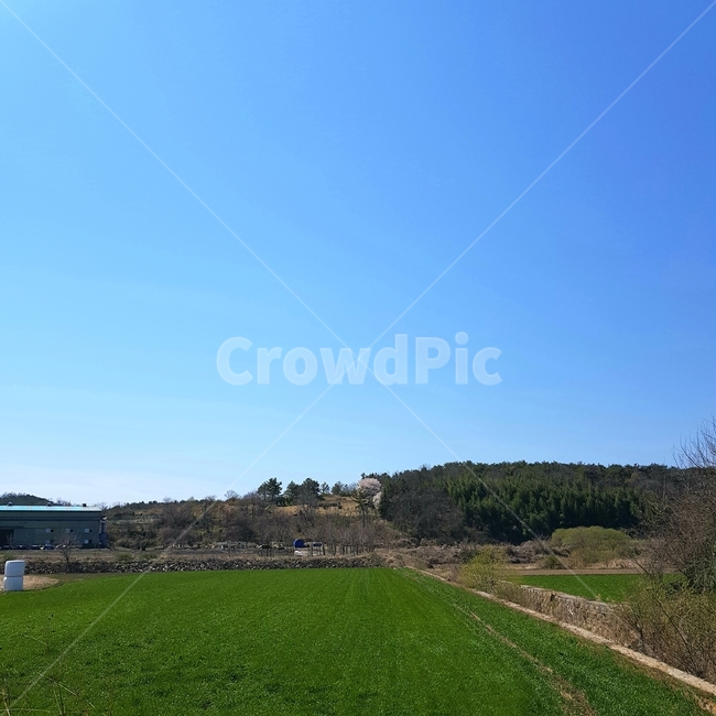 시골,평지,들판,하늘,논,자연,청량,한적한,산,푸른,자연,풍경,nature,landscape,field,들,grass,잔디,plant,식물,grassland,목초지,outdoors,옥외
