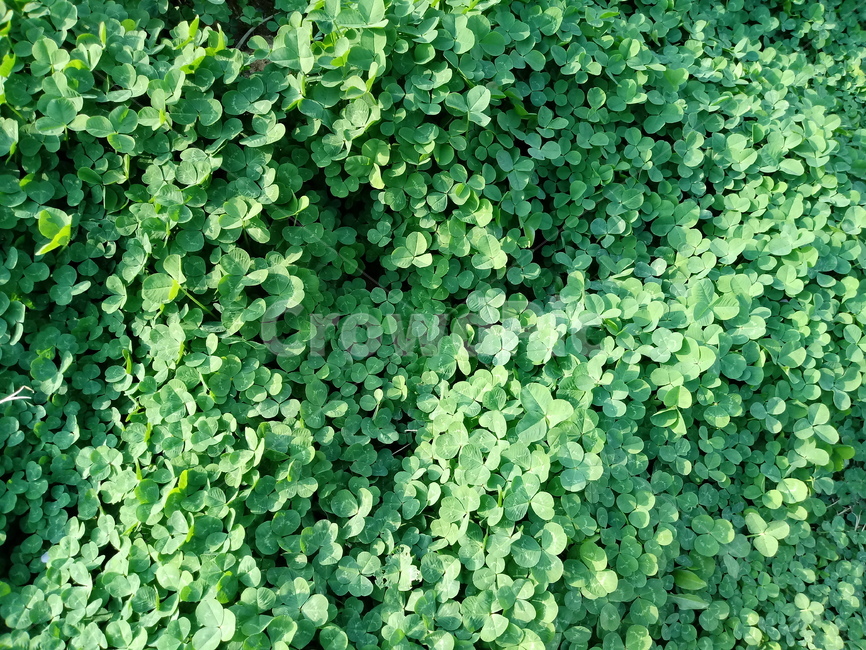 네잎클로버,fourleafclover,토끼풀,식물,콩과,여러해살이풀