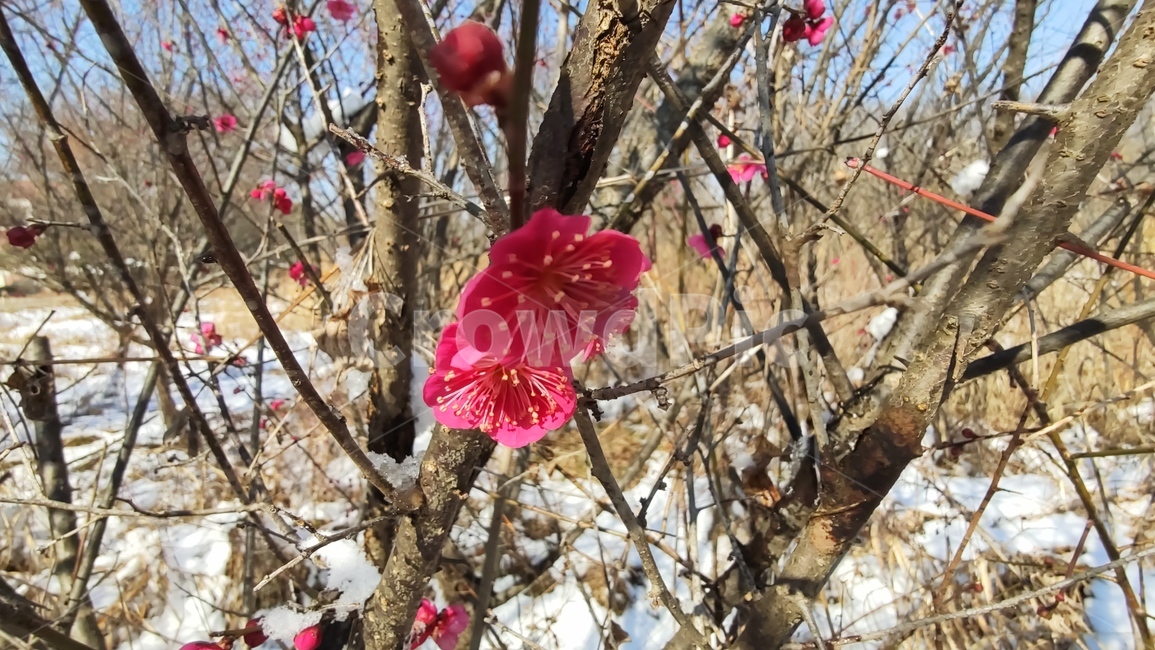 홍매화,매화,매화꽃,붉은매화꽃,홍매,자장매,maehwa,plant,식물,flower,blossom,꽃,식물,자연,plants,nature,꽃,flower