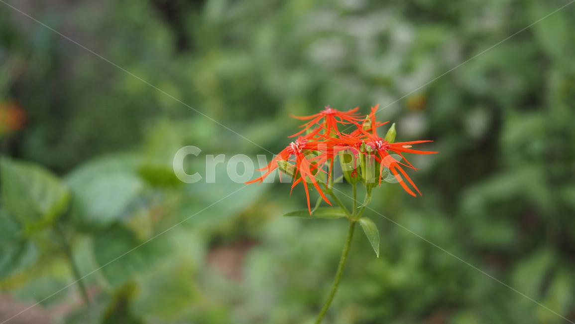 야생화,꽃,color,wildflower,flower