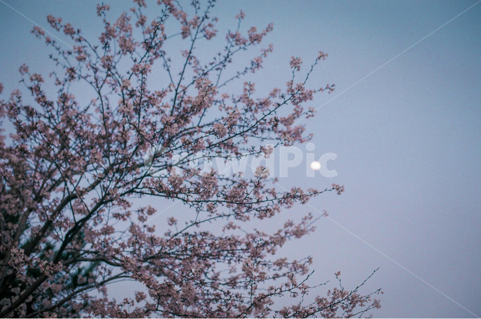 벚꽃,가로수,하늘,달,해질녘,제주도,필름카메라,야경,밤,풍경,nightscape,night,landscape,식물,자연,plants,nature,꽃,flower,나무,trees,wood,감성,sensible,feeling,plant