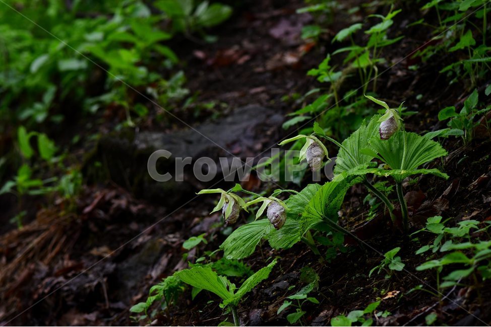 광릉요강꽃,멸종위기,난초과,복주머니란속,야생화,1급,희귀,봄,꽃,plant,wild,flower,자연,생태,식생,풀꽃,식물,식물,자연,plants,nature,꽃,flower