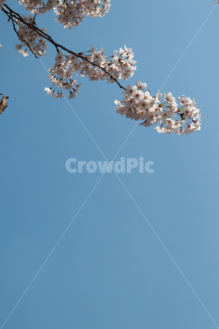 꽃,벚꽃,봄,하늘,자연,봄,계절,spring,season,식물,자연,plants,nature,꽃,flower,plant