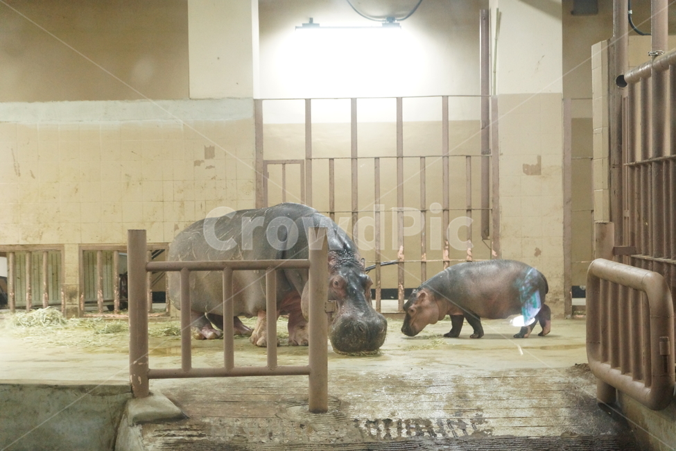 하마,새끼하마,동물가족,가족,동물,동물원,포유류,동물,animal,포유류,mammal