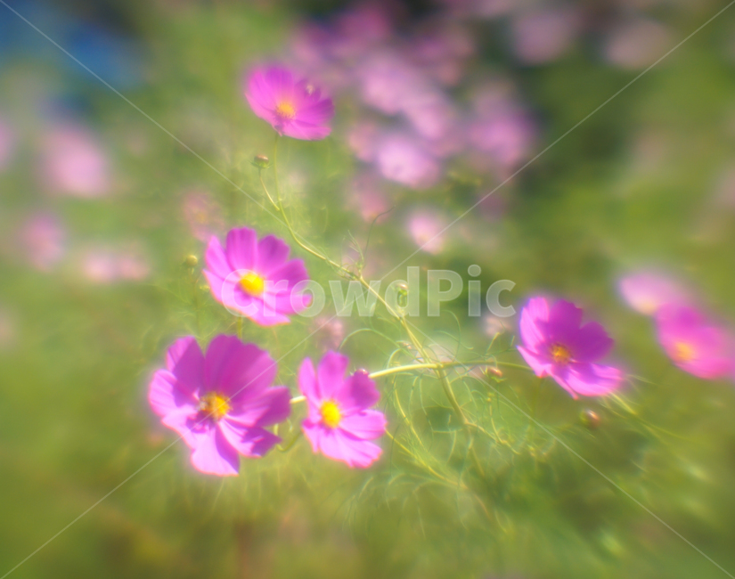 꽃,야생화,코스모스,가을,식물,자연,가을,계절,fall,autumn,season,식물,자연,plants,nature,꽃,flower,plant,geranium,제라늄,blossom,petal,꽃잎