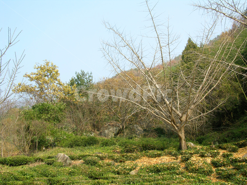 지리산,산,숲,녹차밭,녹차,가을,은행나무,나무,앙상한,나뭇가지,자연,식물,풍경,낮,낙엽,자연,풍경,nature,landscape,tree,plant,outdoors,옥외