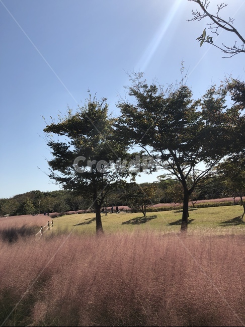 핑크뮬리,핑크,화창한,나무,날씨