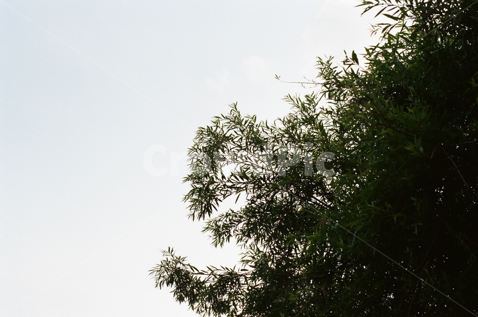 plant,식물,tree,나무,하늘,sky,필름,필름사진,자연,풍경,nature,landscape