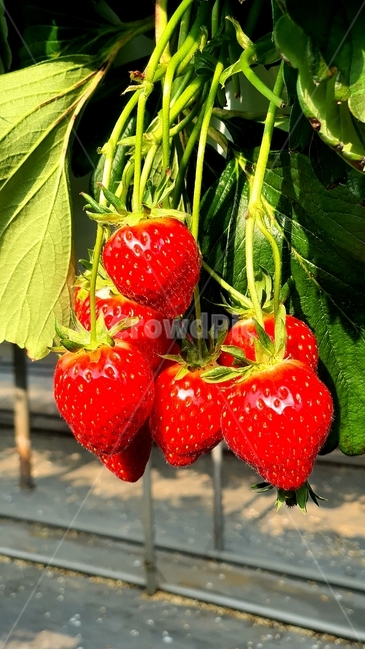 딸기,strawberry,빨간색,red,음식,food,과일,fruit