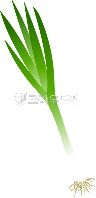 음식, 식재료, 파, 대파, 채소, 사진,이미지,일러스트,캘리그라피 - wldnjs98작가