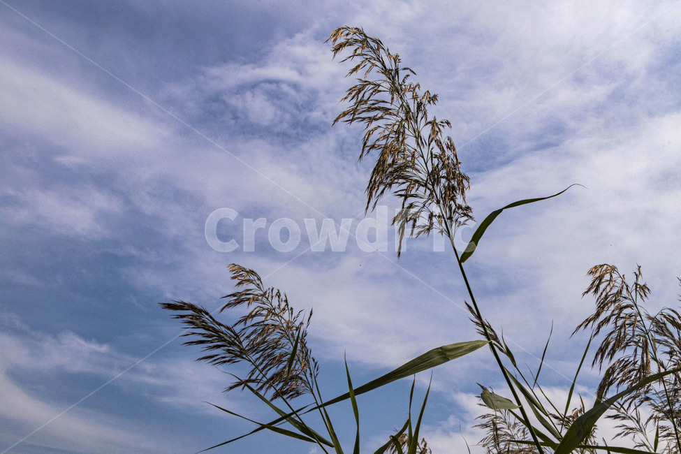억새,억새풀,silvergrass,가을억새,푸른하늘,구름,reed,식물,plant,가을,계절,fall,autumn,season,grass,잔디,lawn,갈대