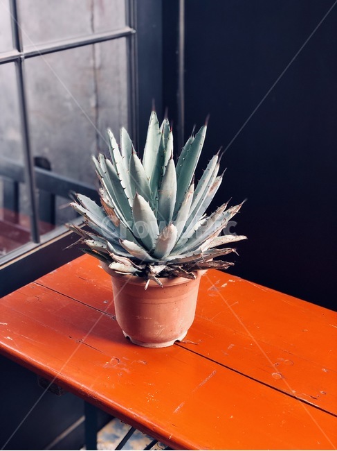 화분,선인장,테이블,창문,유리,식물,식물,자연,plants,nature,실내용화초,화분,화초,house plant,색깔,색상,색채,색감,color sense,color sensitivity,feeling of color
