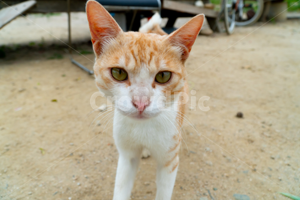 stains,beauty,yellow,wild animals,cute,life,kitty,attractiveness,kitten,stray cat,cat,streetcat,pet,wildcat,lovely,nature,gato,neko,wildanimal,Pets,animal,wild,mammalia