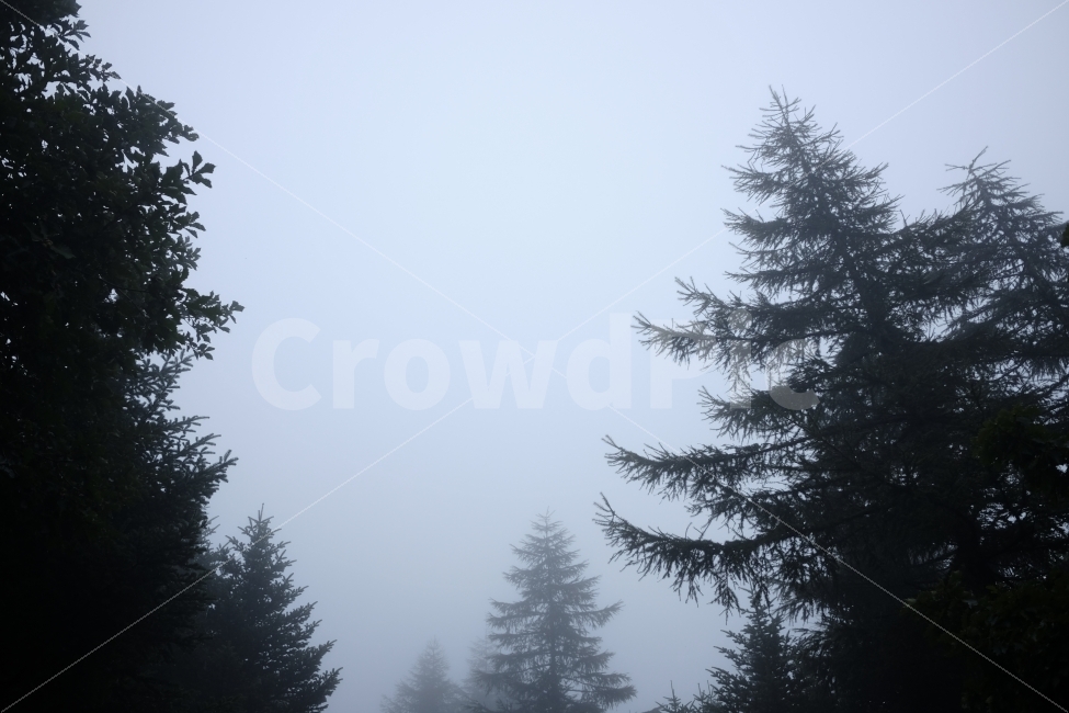 나무,숲,안개,운무,비,산,안개비,흐림,자연,풍경,nature,landscape,tree,plant,식물,fir,전나무