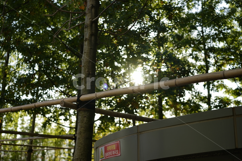 태양,나무,나뭇잎,빛번짐,산책,자연,풍경,nature,landscape,light,빛,flare,플레어