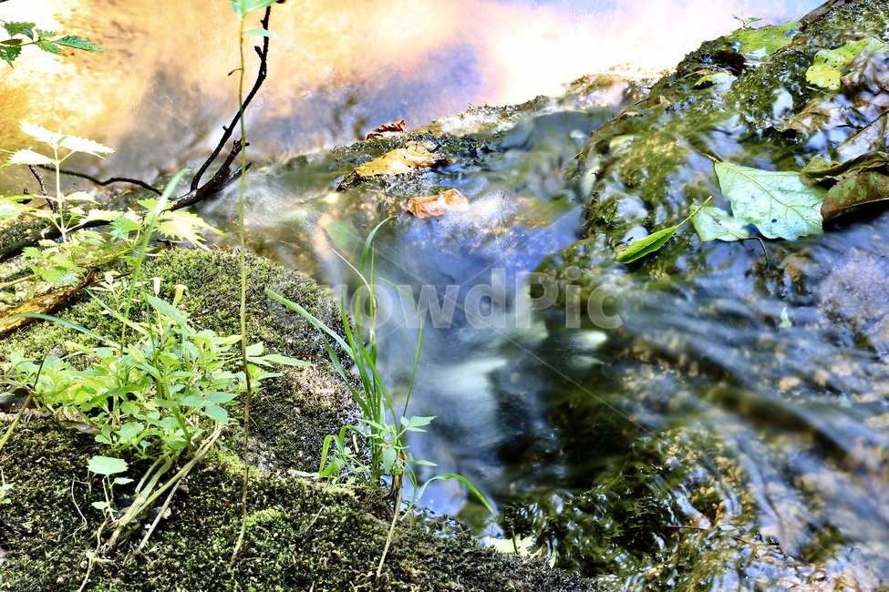 환성사,환성사계곡,시원한계곡,여름,경산,자연,풍경,nature,landscape,vegetation,초목,plant,식물