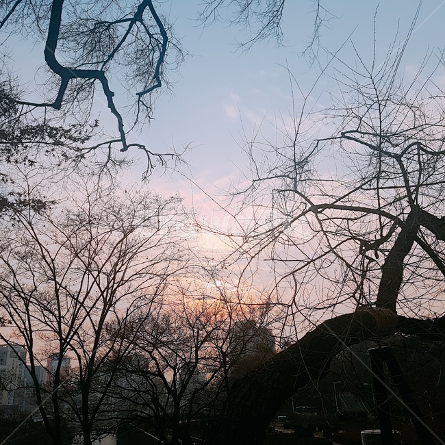 노을,하늘,나뭇가지,해,겨울,자연,풍경,nature,landscape,tree,나무,plant,식물