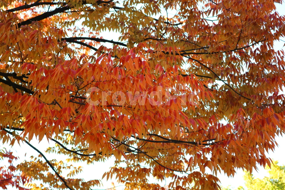 나무,단풍,식물,자연,가을,느티나무,가을,계절,fall,autumn,season,leaf,잎,plant,tree,maple