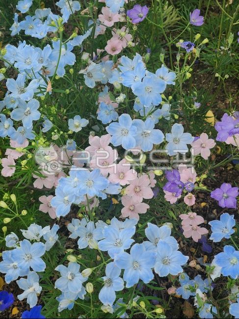 델피늄,flower,꽃밭,하늘색,분홍색,보라색