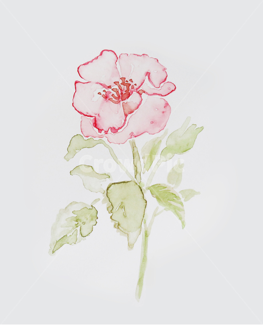 장미,꽃,수채화,식물,자연,그림,일러스트,물감