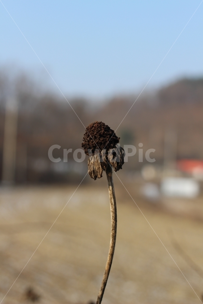 꽃,겨울,자연,시골,식물,색감,정원,겨울,계절,winter,season,식물,자연,plants,nature