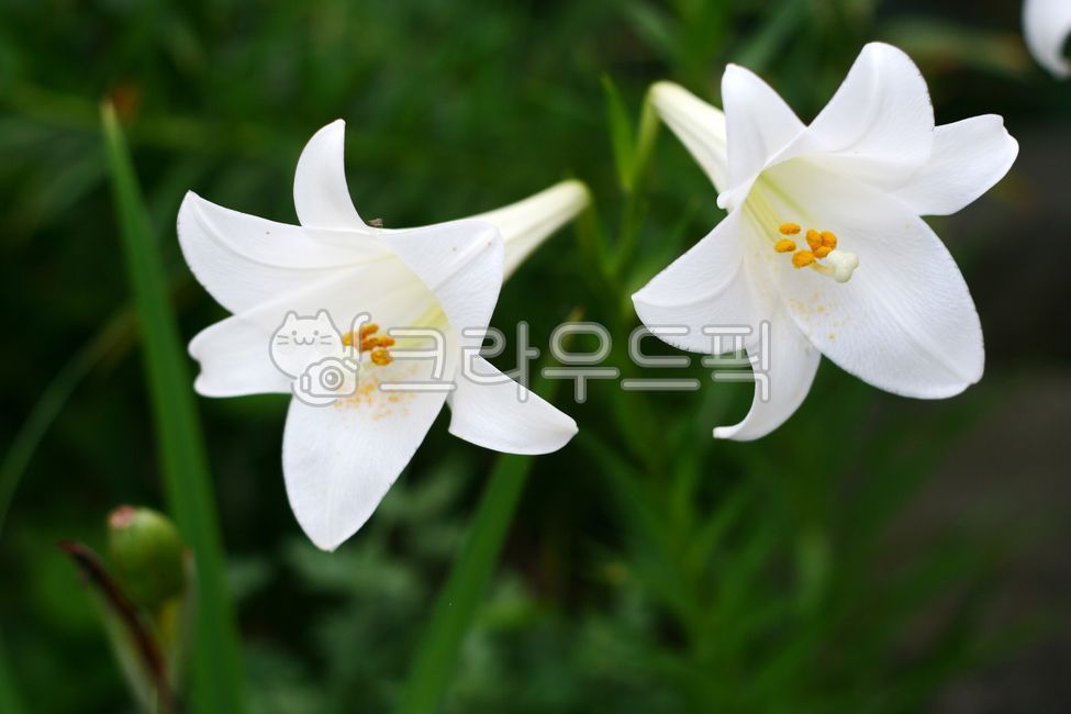 백합,백합꽃,백합과,꽃감성,꽃배경,화단,식물원,반려식물
