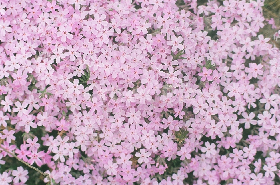 flower,꽃,봄,분홍색,핑크,식물,자연,plants,nature,꽃,flower