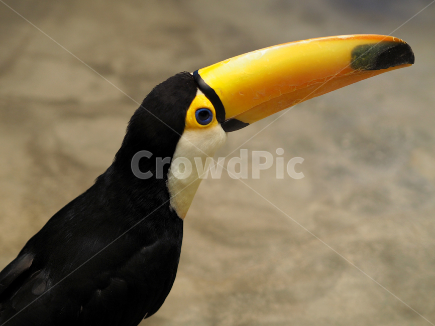 새,조류,투칸,토코투칸,큰부리새,동물원,animal,bird,birds,tocotoucan,큰부리,부리,검은새,동물,animal,조류,새,birds