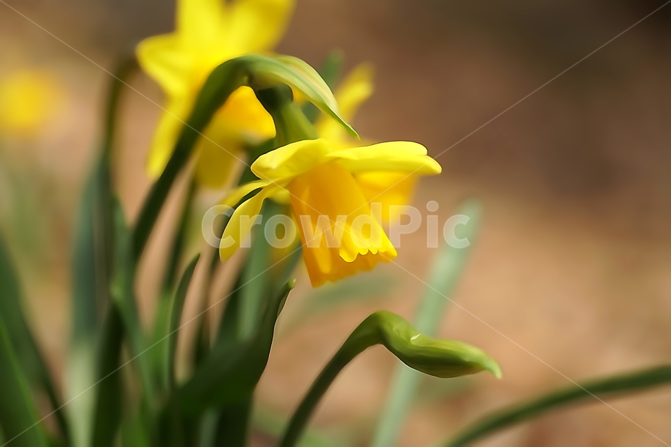 수선화,한국자연,꽃,꽃사진,플라워,flower,봄,봄꽃,spring,식물,plants,자연,nature,풍경,landscape,계절,season,snap,스냅,접사,macro,closeup,클로즈업,감성사진,감성,힐링,healing,느낌,feel,feeling,꽃밭,화단,나무,나뭇가지,tree,꽃봉오리,4월,April,봄,계절,spring,season,식물,자연,plants,nature,꽃,flower,plant,blossom