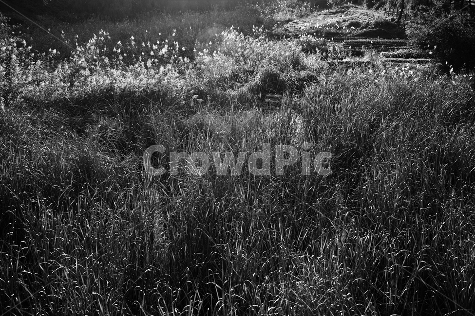 흑백,가을,외로움,나뭇잎,그림자,autumn,fall,leaf,backlight,역광,monotone,bw,loneliness,solitary,모노톤,흑백사진,자연,풍경,nature,landscape,흑백,모노톤,monochrome,black and white,grass,잔디,plant,식물