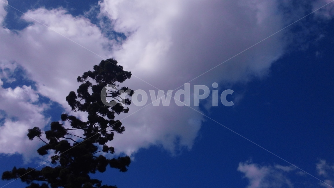 하늘,구름,나무,바람,cloud,tree,sky,air,솟다,푸른,공기,wind,breeze,자연,풍경,nature,landscape,weather,날씨,outdoors,옥외