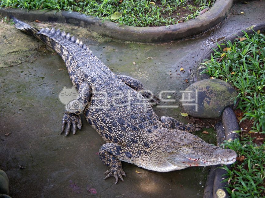 악어,크로커다일,인도네시아악어,파충류,동물원,동물