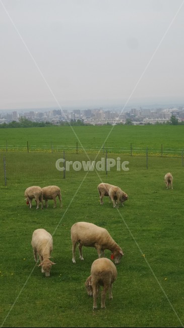 양,sheep,초원,농장,양떼