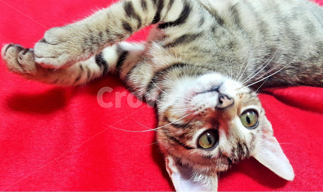 고양이,반려동물,새끼고양이,뱅갈고양이,반려묘,동물,animal,포유류,mammal,고양이,cat,kitten,kitty
