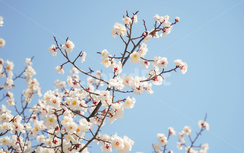 벚꽃,만개벚꽃,예쁜벚꽃,벚꽃축제,2월벚꽃,3월벚꽃,벚꽃만개,봄,계절,spring,season,plant,식물,flower,꽃,blossom