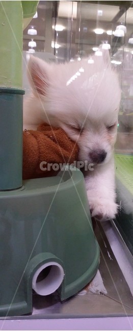 강아지,dog,애완동물,애견,귀여운,동물,animal,포유류,mammal,개,강아지,dog,doggy