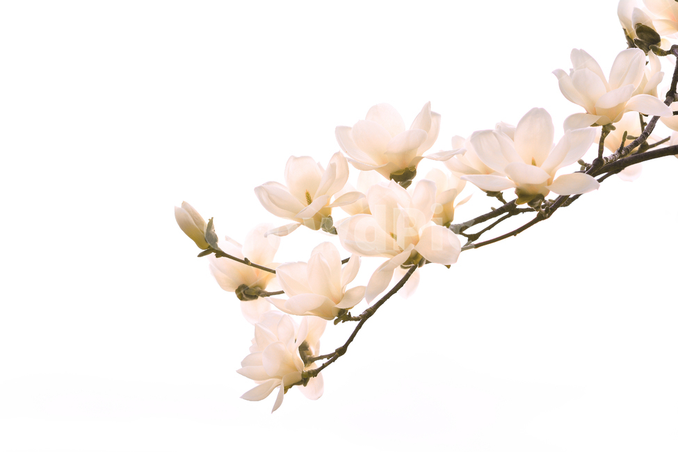 white flower,flowers,Nukki,Spring background,magnolia tree,magnolia flower,april,springflowers,spring flowers,magnolia,White,petal,white,tree flower,chastity,elegant