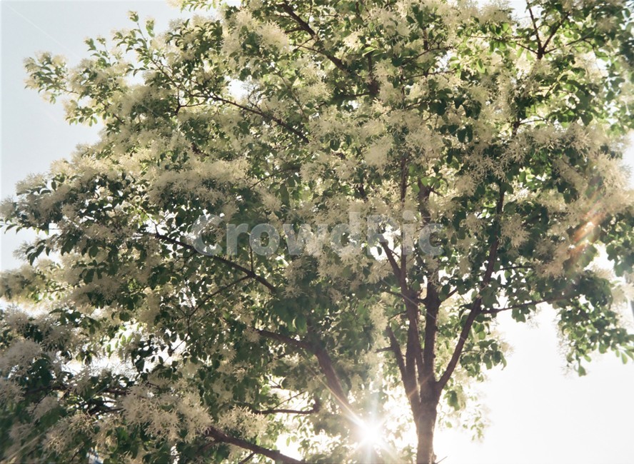 필름카메라,나무,flare,light,빛,plant,식물,나무꽃,여름