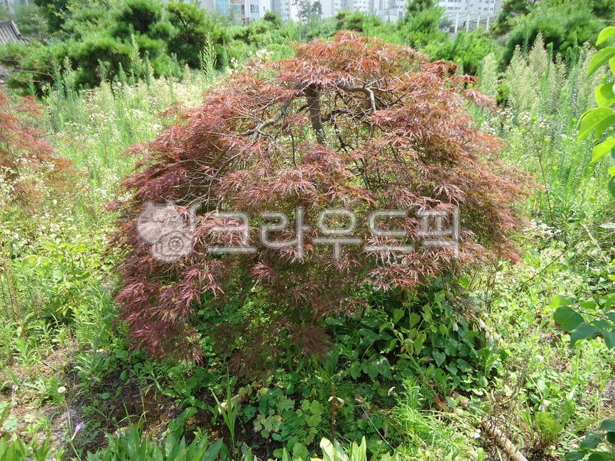 garden tree,tree,Number of completions,peacock maple,outdoors,Maple tree,landscaping tree,plant,garden,landscape