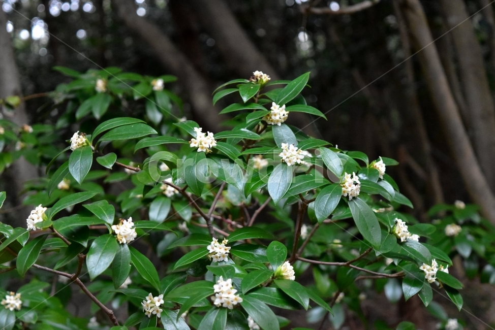 꽃,생태,식물,자연,들꽃,산꽃,봄,감성,힐링,플라워,계절,시즌,wild,Flower,plants,nature,spring,season,배경,나무,목본,팥꽃나무과,팥꽃나무속,백서향,야생화,식물,자연,plants,nature,꽃,flower