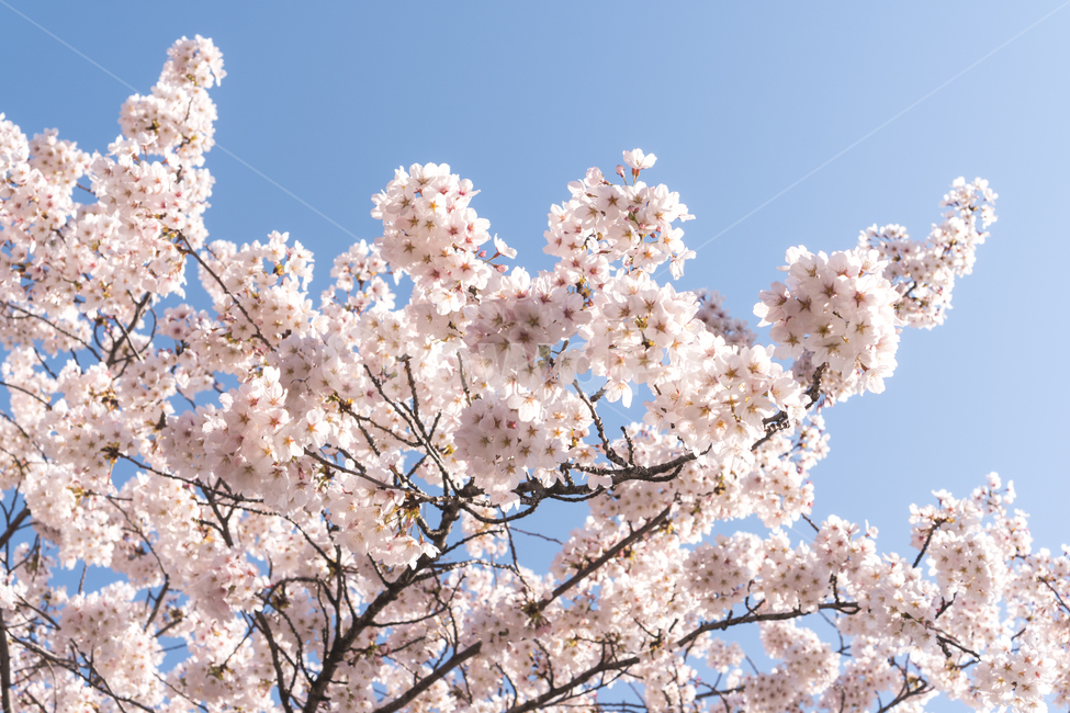 cherryblossom,봄,벚꽃,봄나들이,산책,힐링,파란하늘,파랑하늘,나무,blossom,flower,꽃,식물,plant,맑은하늘