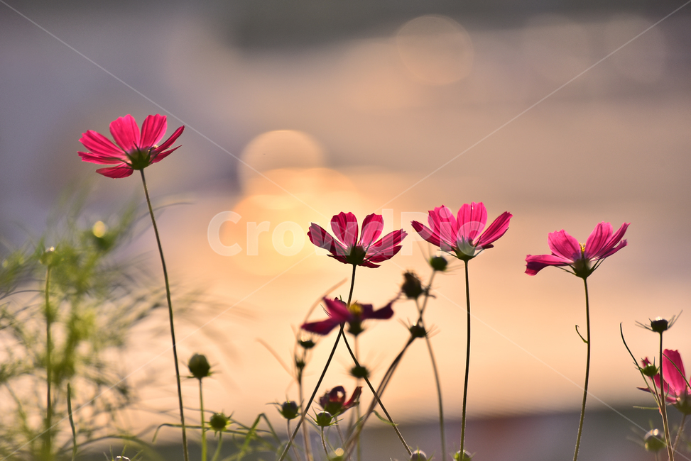 atmosphere,flare,At sunset,autumn mood,fall flowers,season,flowers,autumnbackground,riverside,feeling,field,background,plant,october,wild flowers,autumn,pink,September,flower garden,peeling,petal,fall,bokeh of light,sensible,blossom,herbal,nature,autumn b