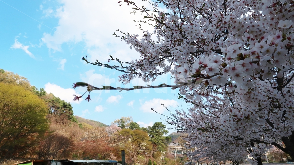 벚꽃,하늘,sky,blue,cherryblossom