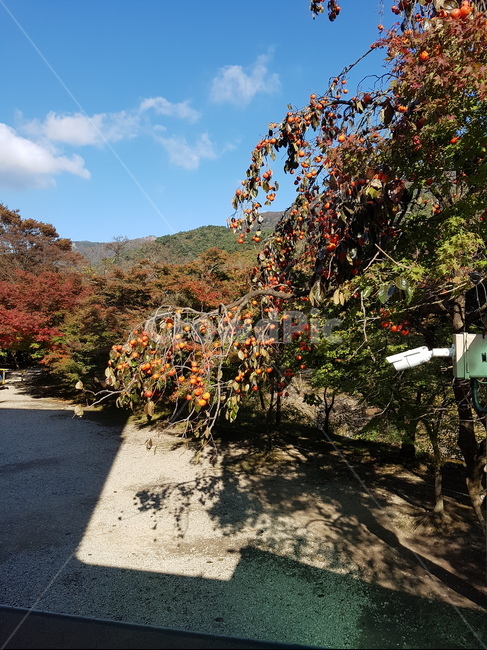 감나무,가을,가을하늘,가을나무,단풍