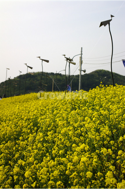 유채,식물,flower,plants,nature,꽃,꽃밭,color,유채꽃,봄,계절,spring,season,자연,풍경,nature,landscape,한국자연풍경,한국자연경관,korea nature landscape,식물,plants,꽃,flower,field,들,grassland,목초지,outdoors,옥외