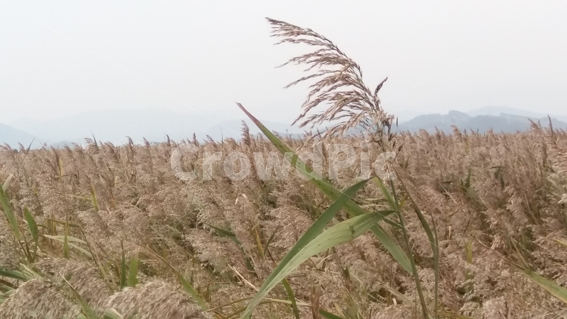 갈대,순천만,습지,가을,reed,suncheonman,wetland,autumn,fall,가을,계절,fall,autumn,season,grass,잔디,plant,식물,lawn