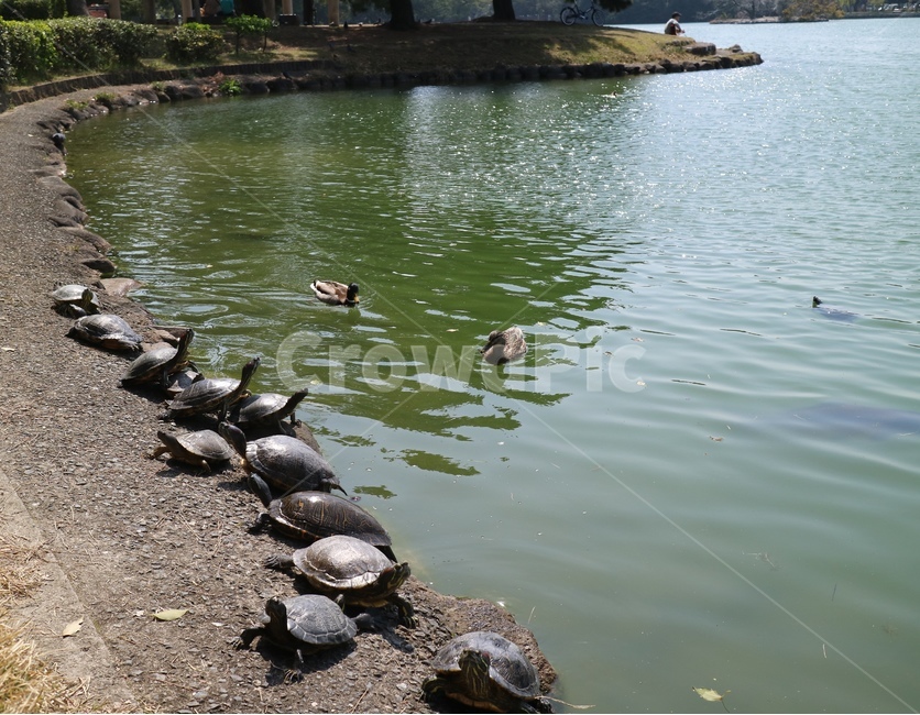 호수,자연,거북이,동물,일광욕,동물,animal,파충류,양서류,reptile,amphibian