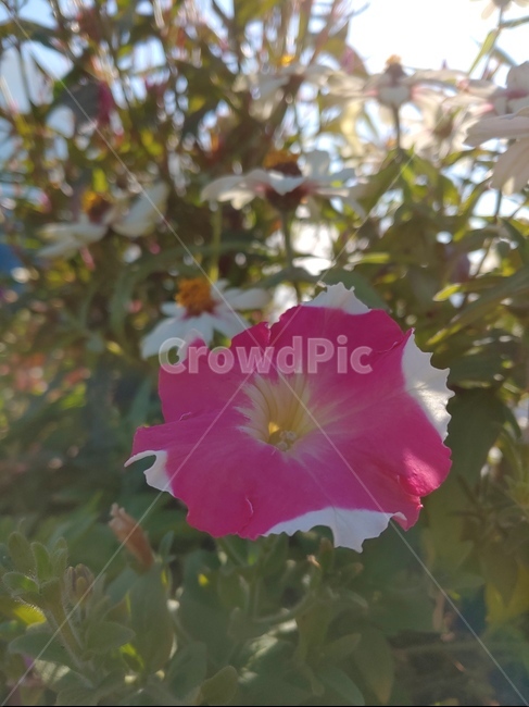 꽃,가을,혼합,flower,autumn,blossom,plant,식물,클로즈업,분홍꽃,pink,white,꽃한송이,가을꽃,식물,자연,plants,nature,꽃,flower